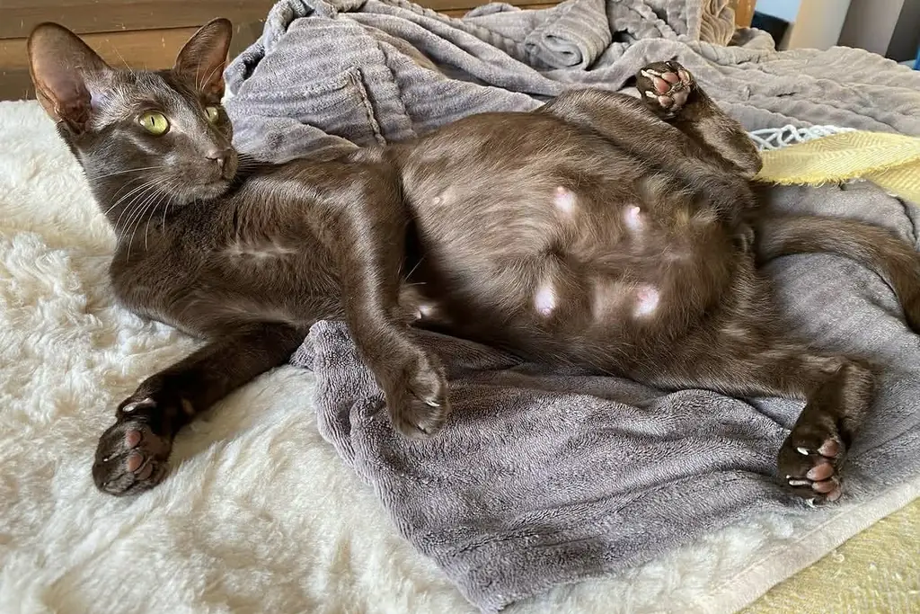 Pregnant Oriental queen in the final days before labour, showing the developed nipples and dropped belly of advanced pregnancy