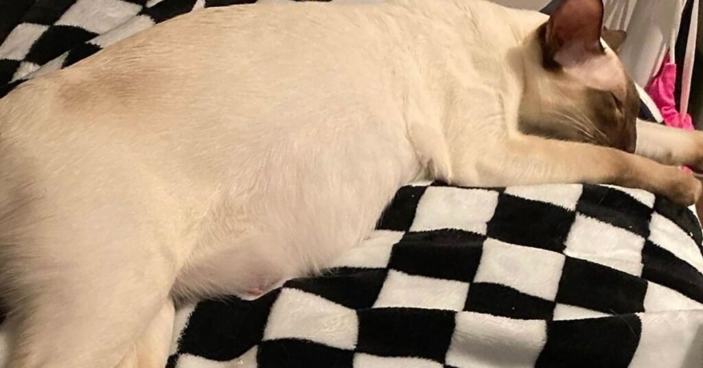 Pregnant Siamese cat expecting kittens, in the late-stage dropped-belly phase a few days before labour