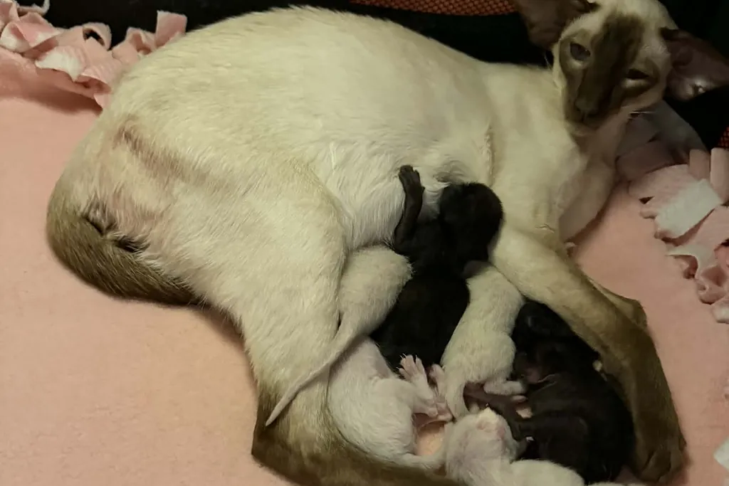 Siamese queen nursing four newborn kittens on a pink fleece blanket during the first week after birth