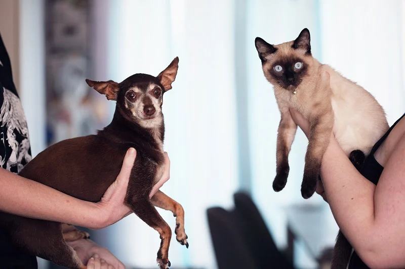 Siamese cat behaviour with dogs — seal point Siamese cat meeting a dog during a supervised first introduction in a calm home setting