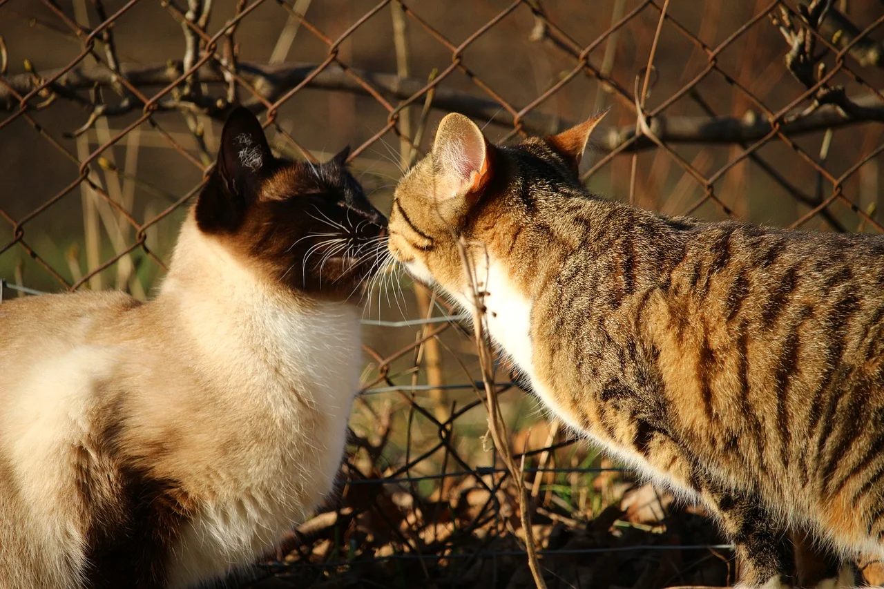 Do Siamese Cats Get Along With Other Cats? A Breeder’s Honest Answer