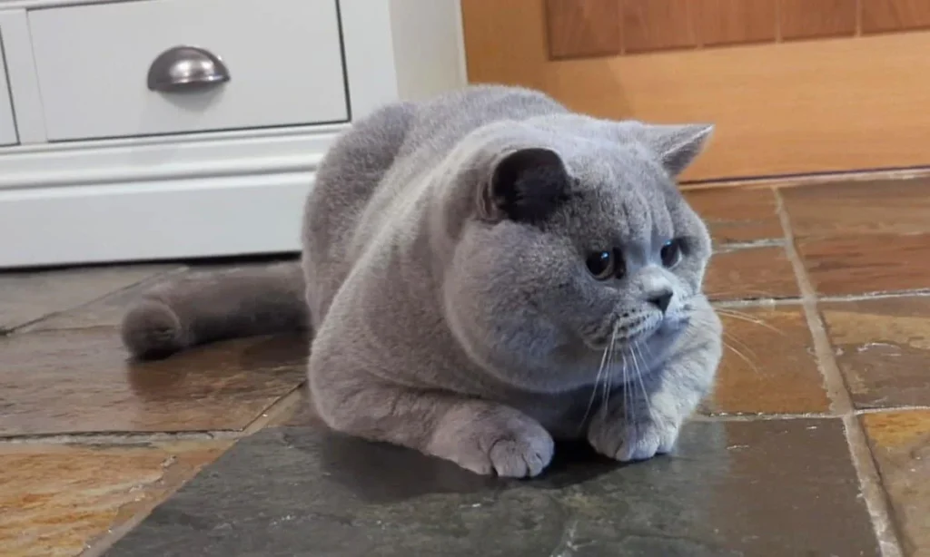 British Shorthair Lifespan