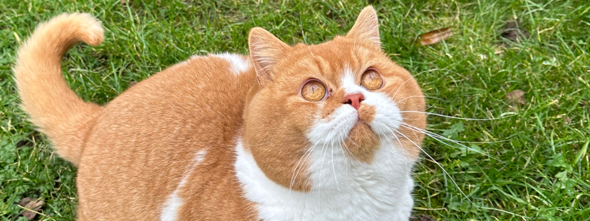 Bi Colour British Shorthair