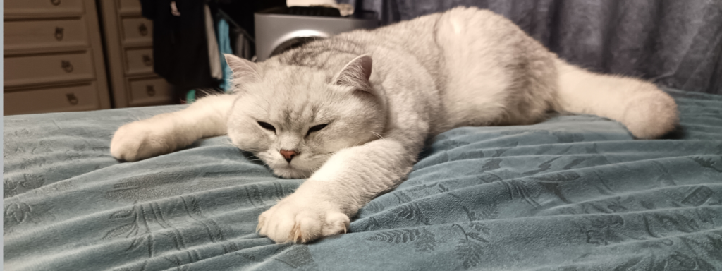 British Shorthair cat resting — health and lifespan guide for UK owners