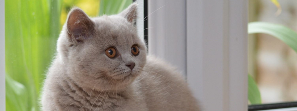 British Shorthair kitten by window.
