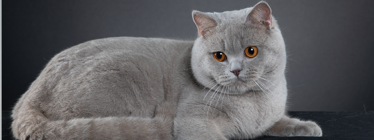 British Shorthair Personality is very relaxed