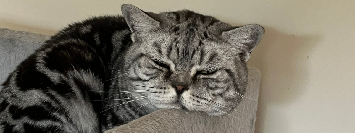 British Shorthair Tabby