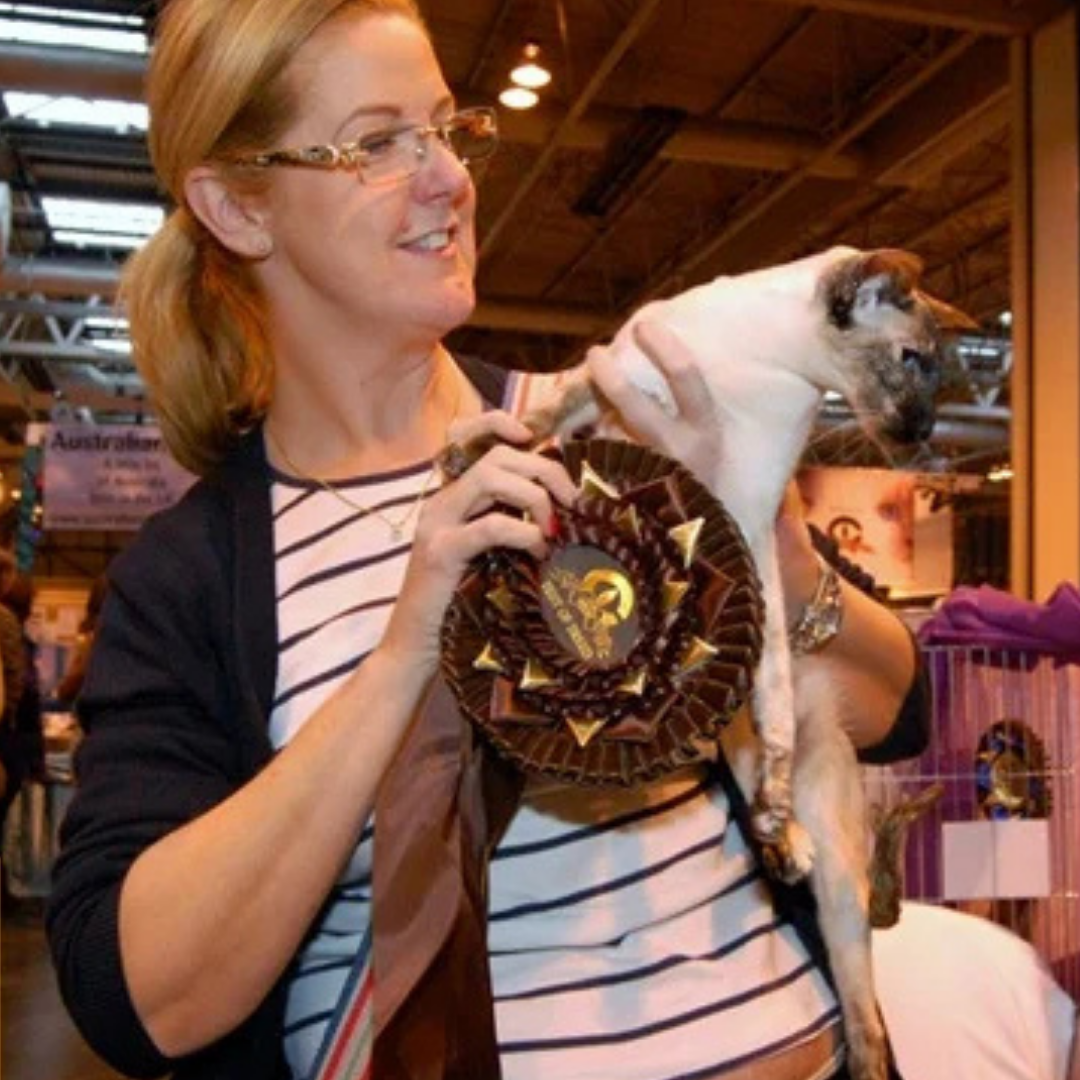 Imp Gr Pr Burnthwaites Good-Time-Gal at the 2011 Supreme Cat Show, bred by Ross Davies