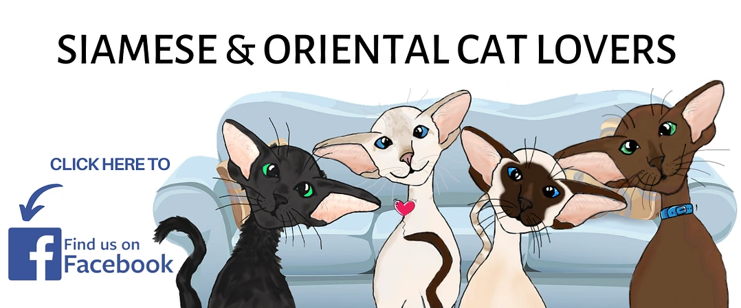 Join our Siamese & Oriental Cat Lovers Facebook group