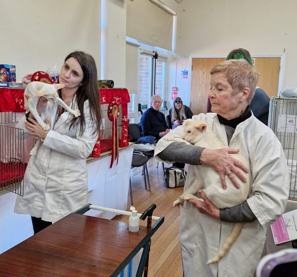 GCCF cat show judge and steward in white coats holding the winning cats at a Best in Show presentation, with red rosettes and Best in Show display in the background