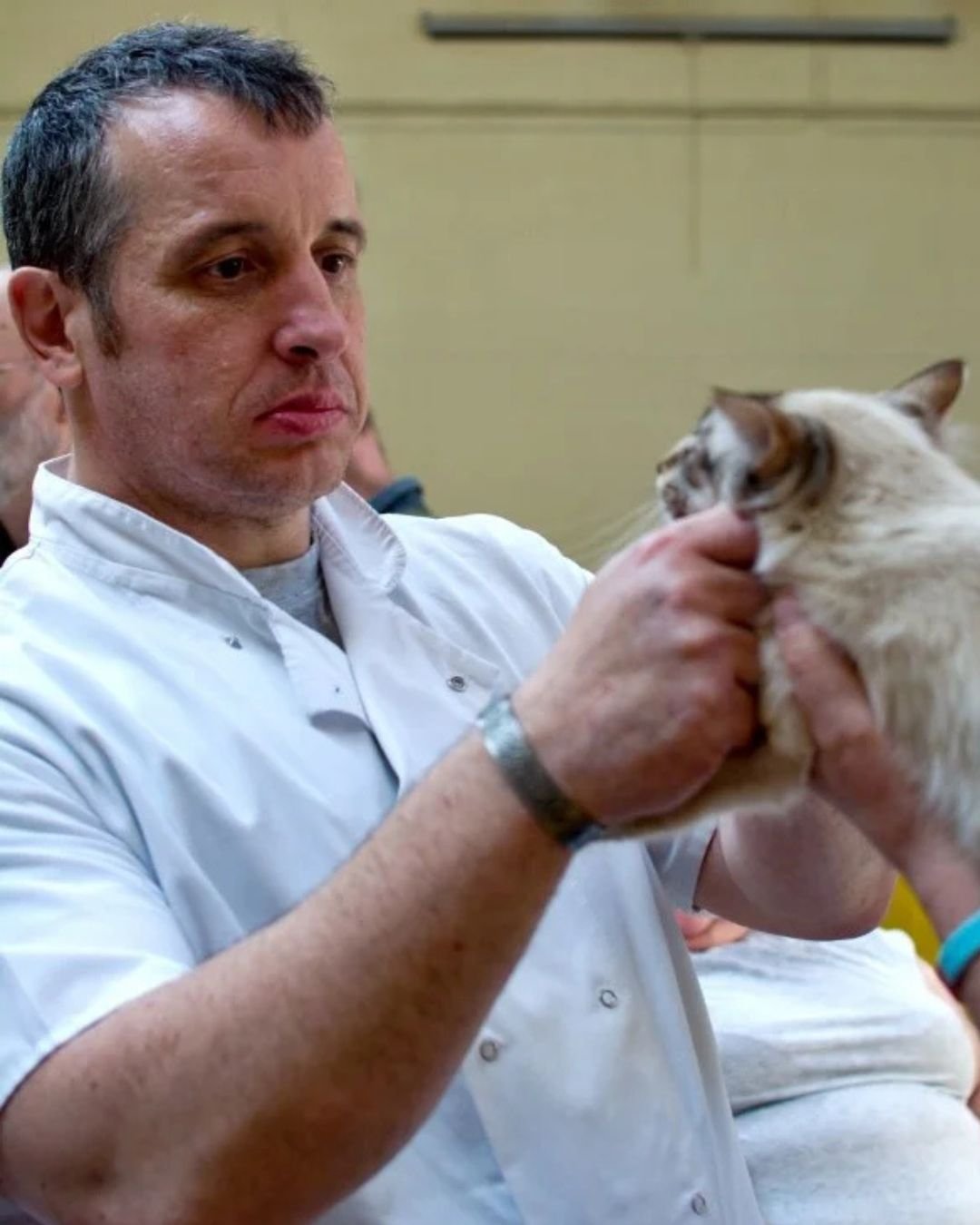 GCCF Full Judge Ross Davies assessing a caramel-point Oriental at the 2017 Northern Siamese and Oriental Show