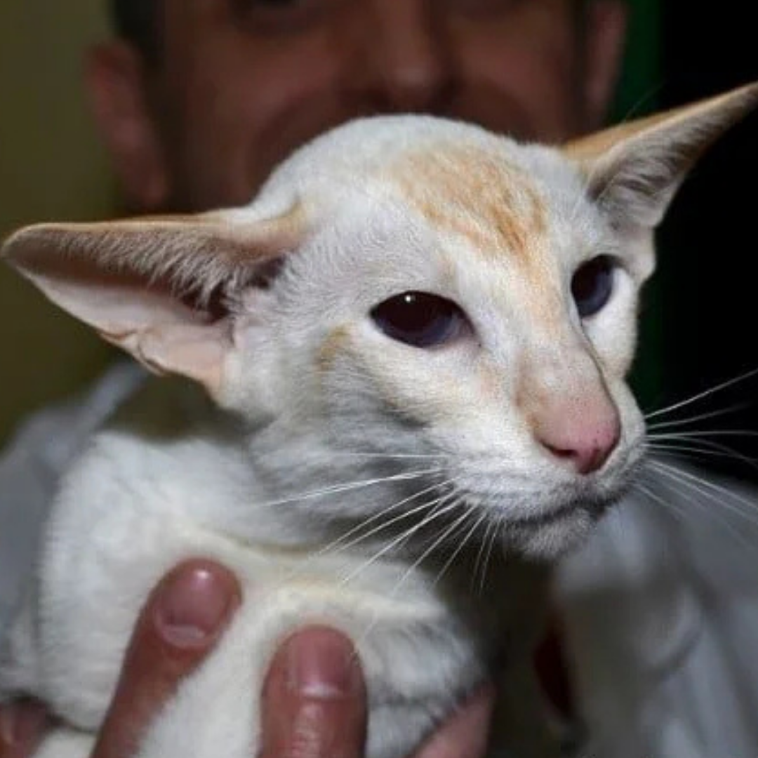 Imperial Grand Champion Burnthwaites Scarlet-Fever, a Ross Davies-bred seal-point Siamese campaigned to top GCCF title