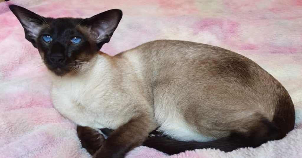 Siamese cat breed profile — seal point Siamese lying on a soft pink blanket showing classic dark brown points and vivid blue eyes