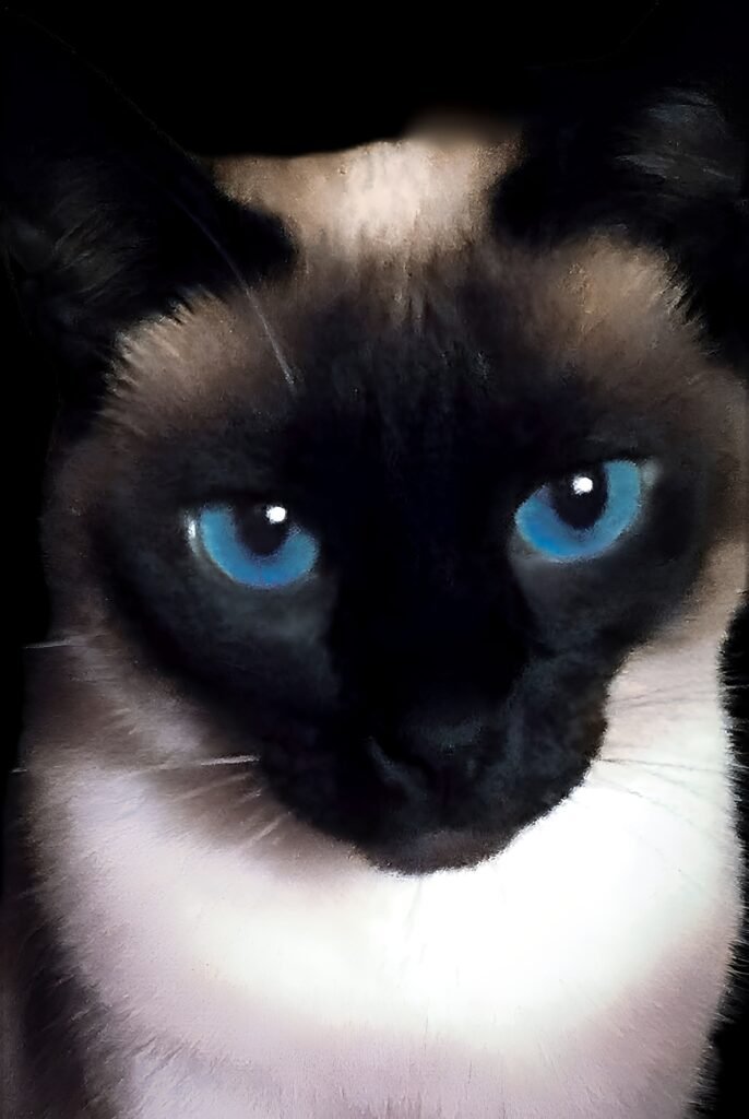 Close-up of a healthy adult seal point Siamese cat with vivid blue eyes looking directly at camera