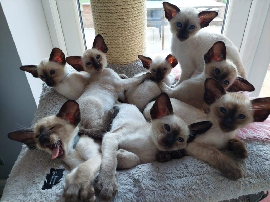 Large litter of seal point Siamese kittens grouped together by a scratching post near a window