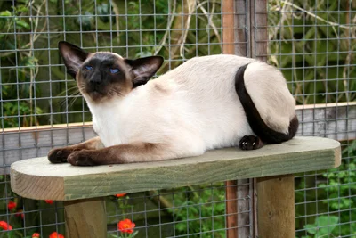 Seal point Siamese stud cat with strong masculine type, broad jaw and deep blue eyes