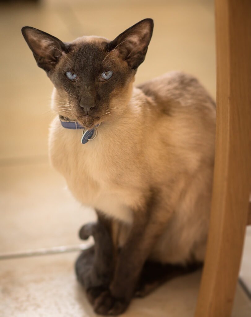 Senior Siamese cat sitting calmly, showing the classic darkened and extended point colour of a mature cat