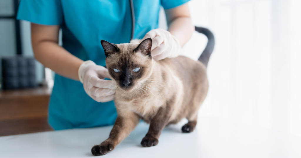Siamese cat health check — adult seal point Siamese on a vet examination table with a veterinarian