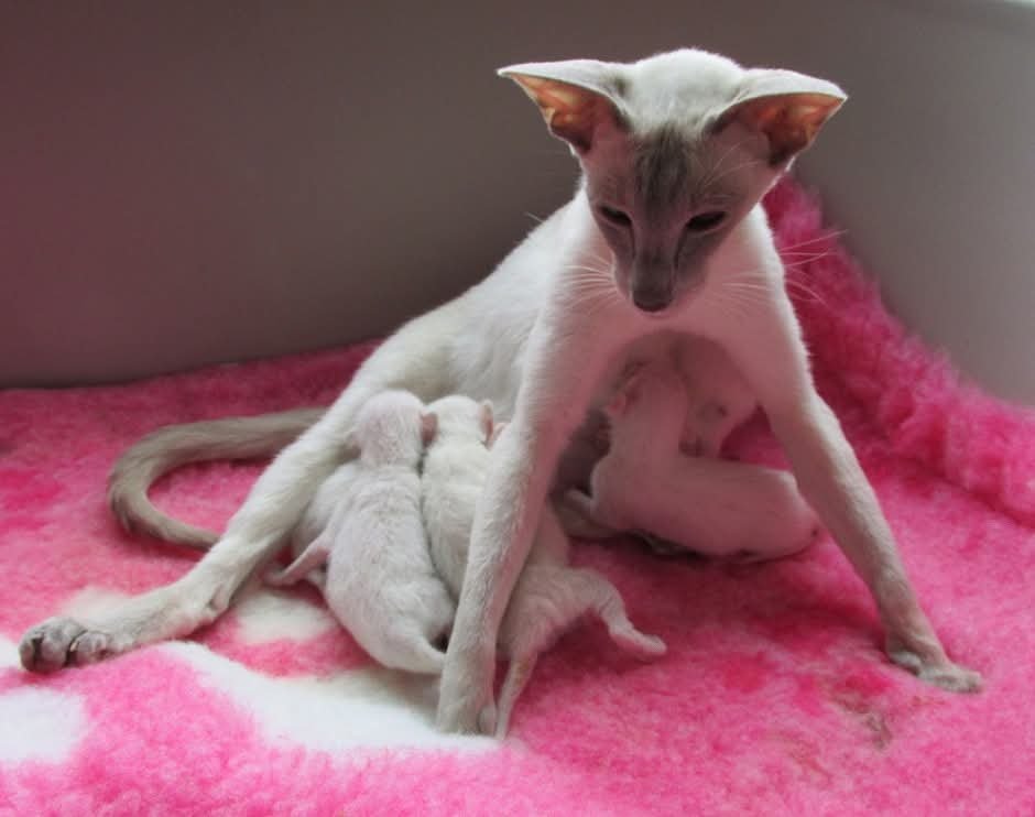 Siamese queen nursing her young kittens on a pink blanket