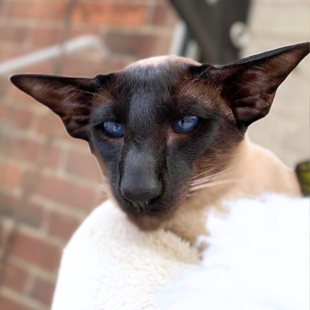 Bruno (IGC Tzu Mad Obsession) — a Burnthwaites seal point Siamese stud cat with classic strong head and piercing blue eyes, photographed relaxing at home
