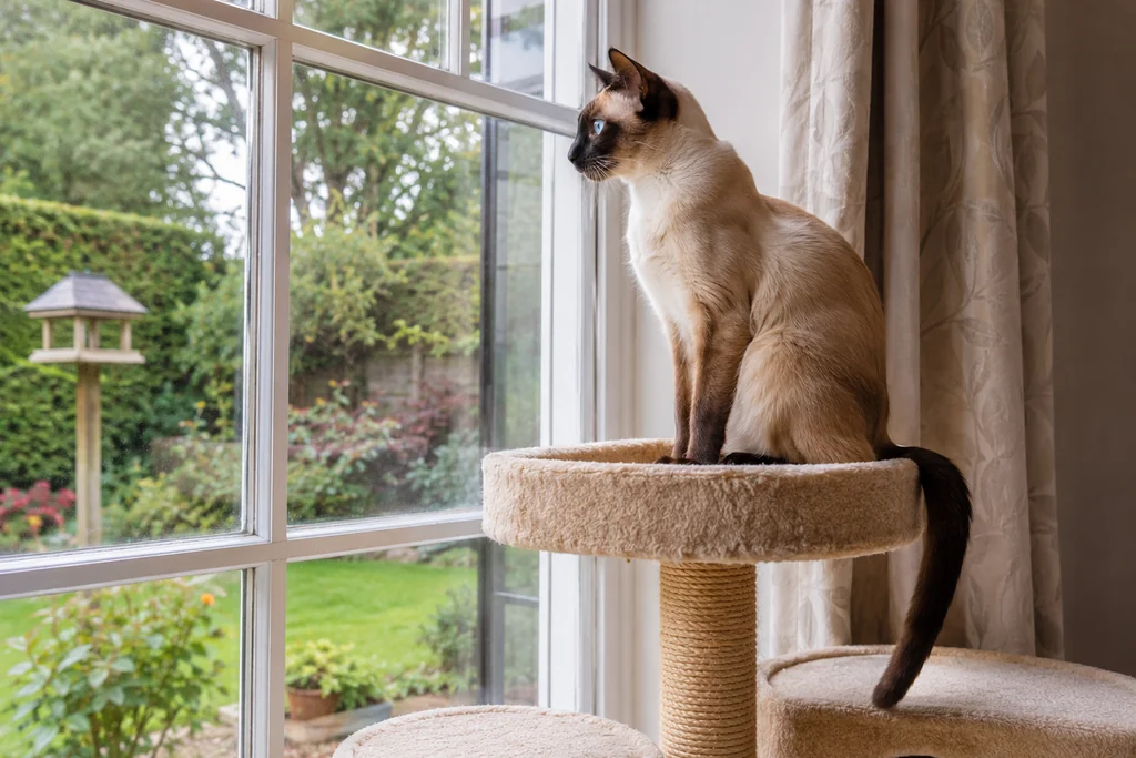 Siamese cat on a cat tree by a window watching a UK garden — vertical space and window perches for indoor cat enrichment