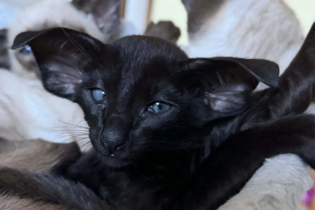 Black self Oriental kitten alongside seal-point Siamese siblings, demonstrating how a single litter can express both colourpoint and self colours