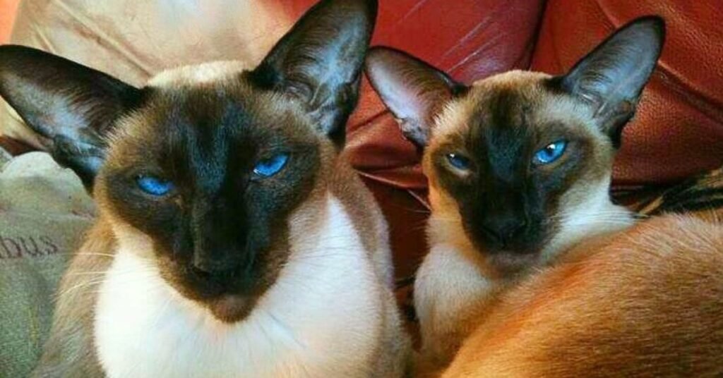 A pair of Seal Point Siamese cats showing classic dark seal-brown masks, ears and points against pale cream-fawn bodies, both with the breed's signature vivid sapphire-blue almond-shaped eyes.