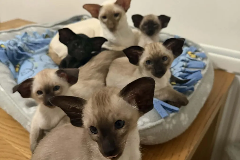 A mixed litter of Siamese and Oriental kittens — same breed group, different colour expression from the same parents