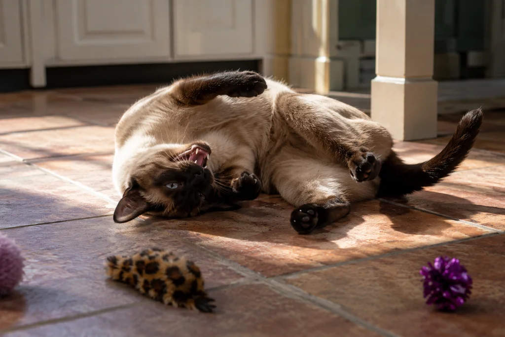 Siamese cat rolling and writhing on kitchen tiles during calling behaviour — visible signs of a cat in season