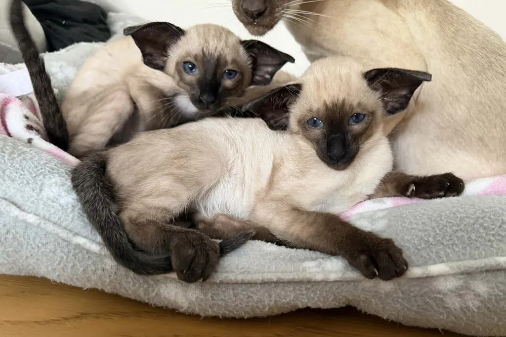 Two young seal-point Siamese kittens nursing with their mother — kittens stay with mum until twelve weeks old before going to new homes