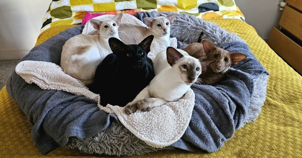 A litter of Siamese kittens