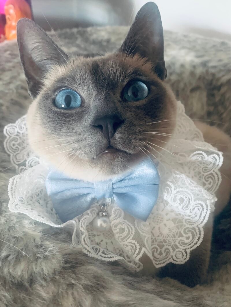 Elegant adult Siamese cat