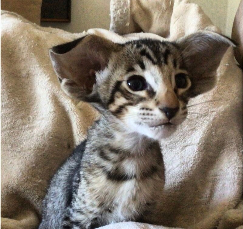 Siamese kitten