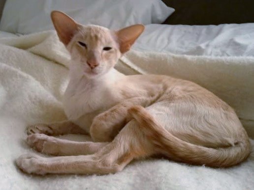Apricot point Siamese show winner Gr Pr Johpas Kitty Galoe