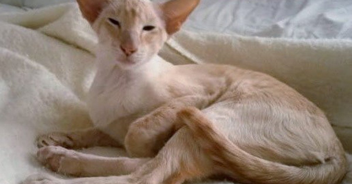 Apricot Point Siamese Cats