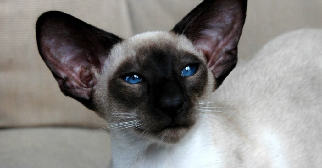 A sleek seal point Siamese cat showing its short, fine coat