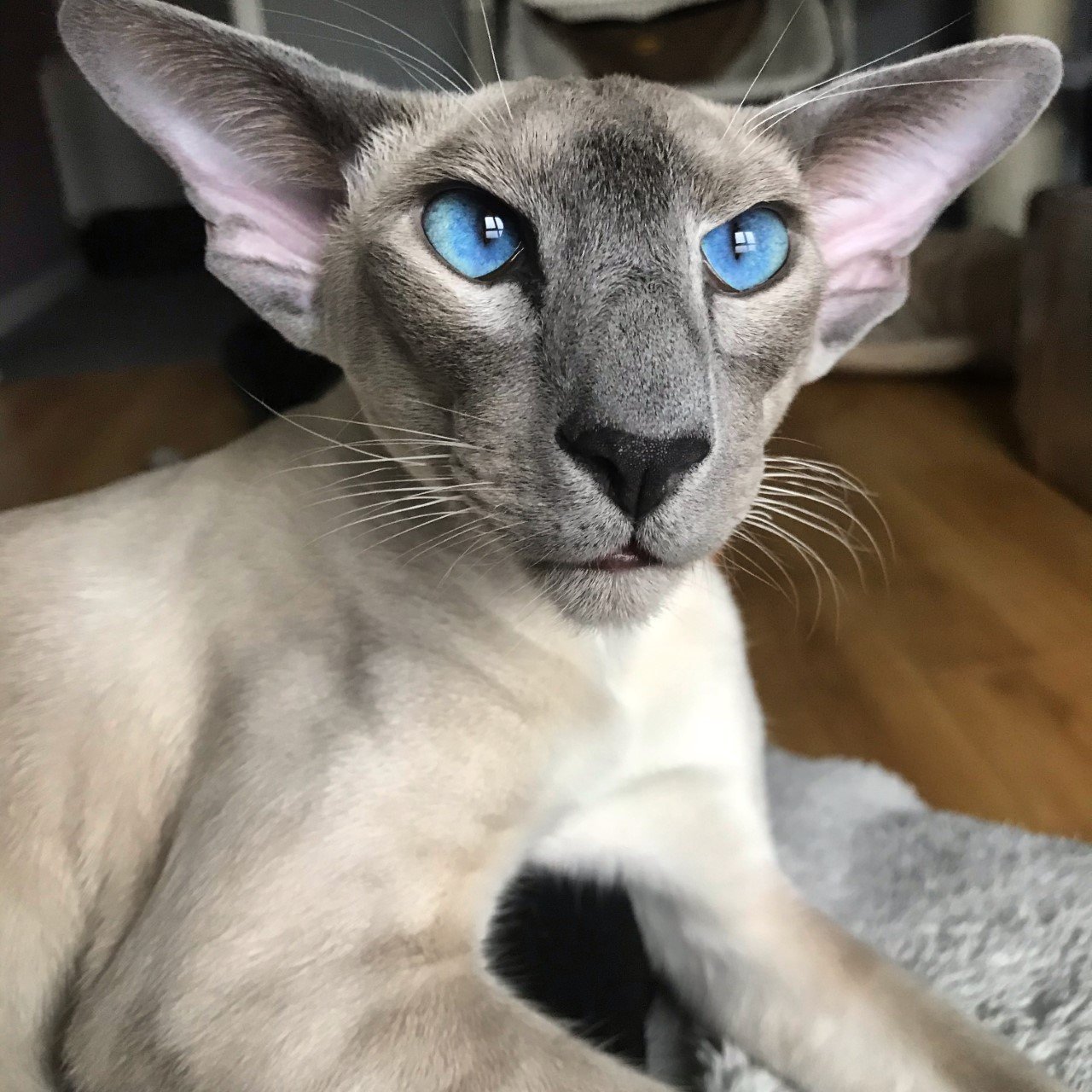 A blue point Siamese showing the slate-grey mask, ears and points against a pale glacial-white body, with vivid blue almond-shaped eyes, the classic blue point appearance.
