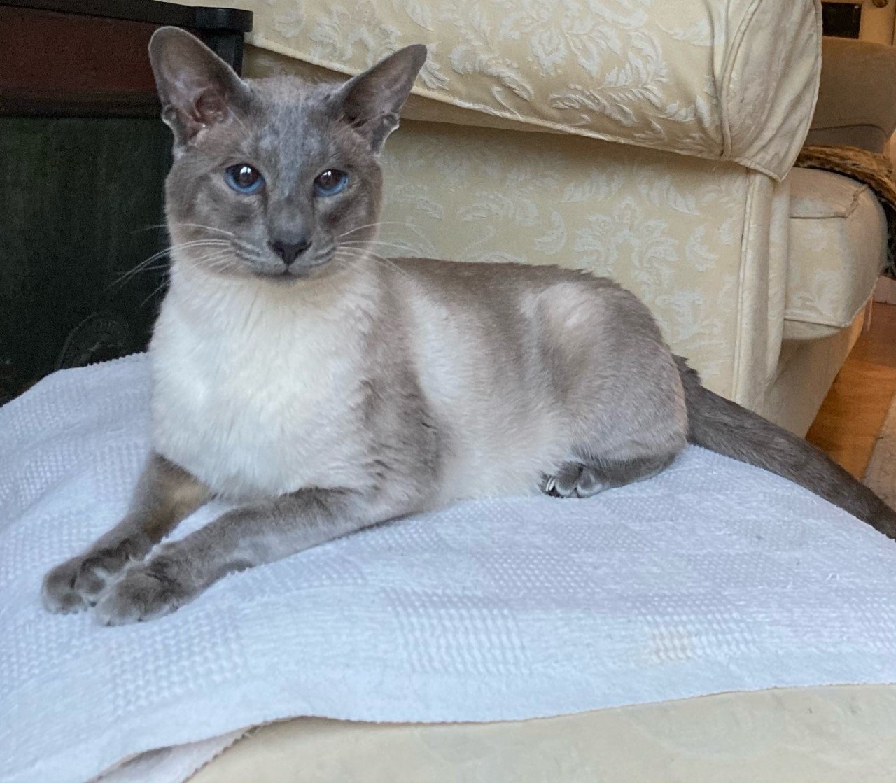 A blue point Siamese resting, its cool blue-grey points being the diluted expression of the seal point dark brown, set against a bluish-white coat.