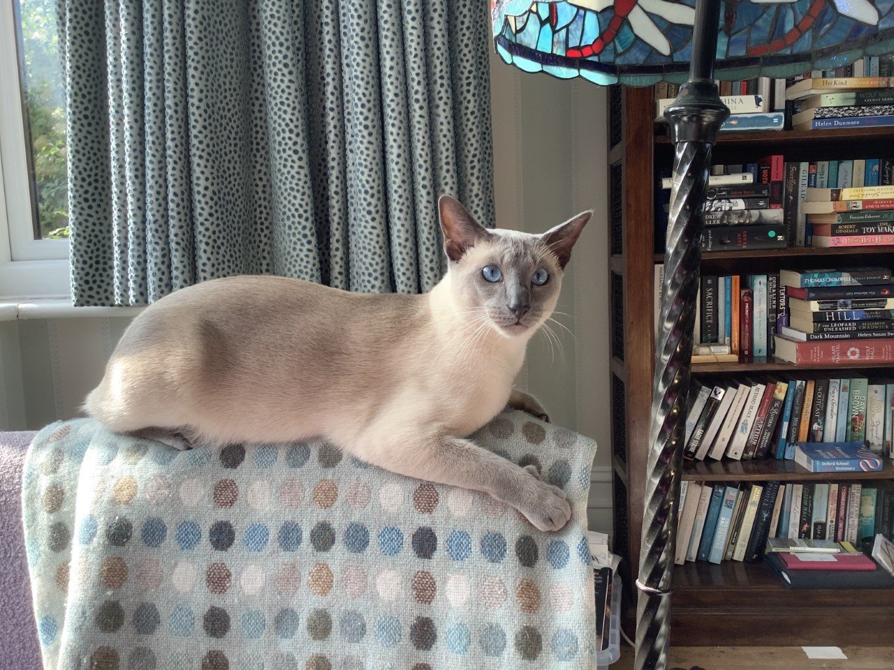 A blue point Siamese in profile showing the elegant Oriental type and even slate-grey points described in the GCCF breed standard.