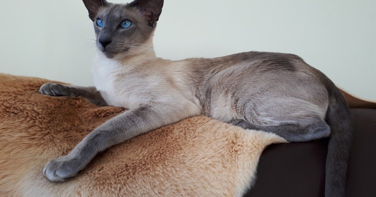 Blue Point Siamese Cats