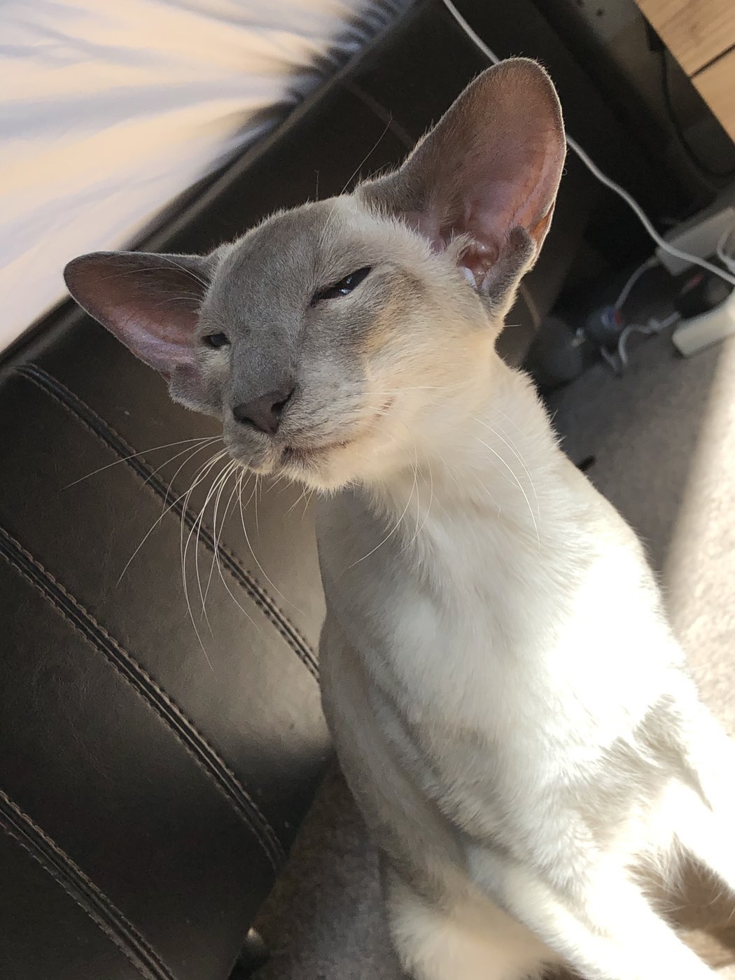A caramel point Siamese with cool, brownish-grey caramel points, a modifier of blue, lilac or fawn.