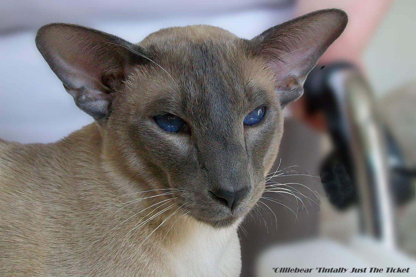 A caramel point Siamese, created by the caramel dilute-modifier gene.