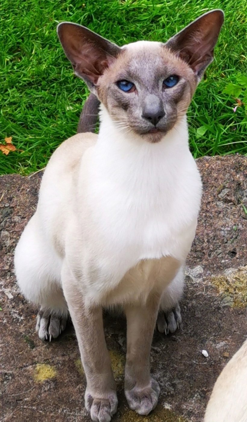 A caramel point Siamese in profile showing the distinctive cool-toned points.