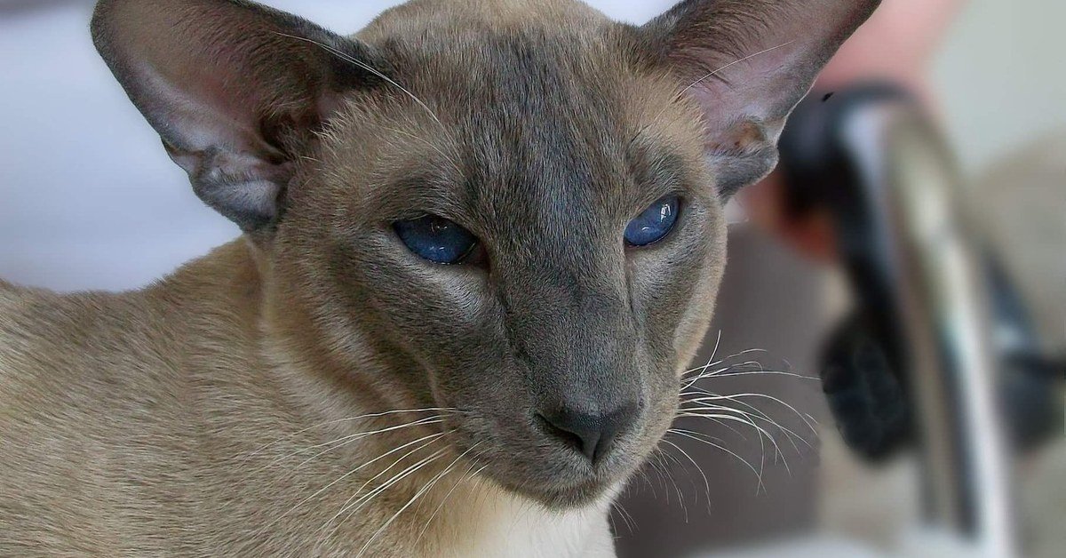 Caramel Point Siamese Cats