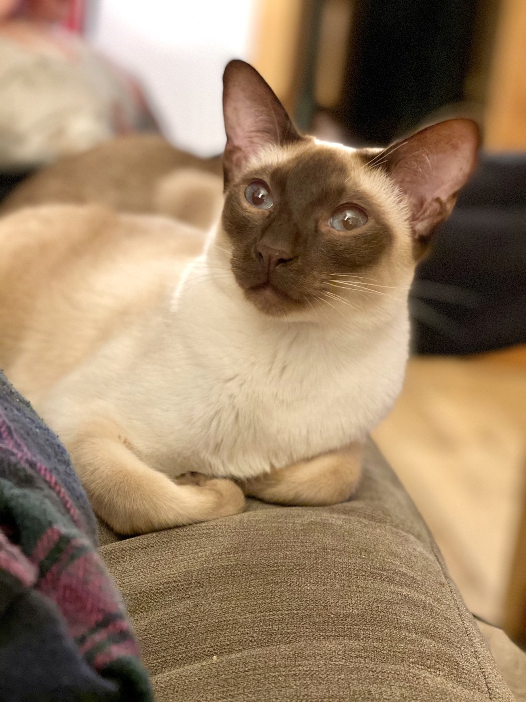A chocolate point Siamese showing warm milk-chocolate points against an ivory body.