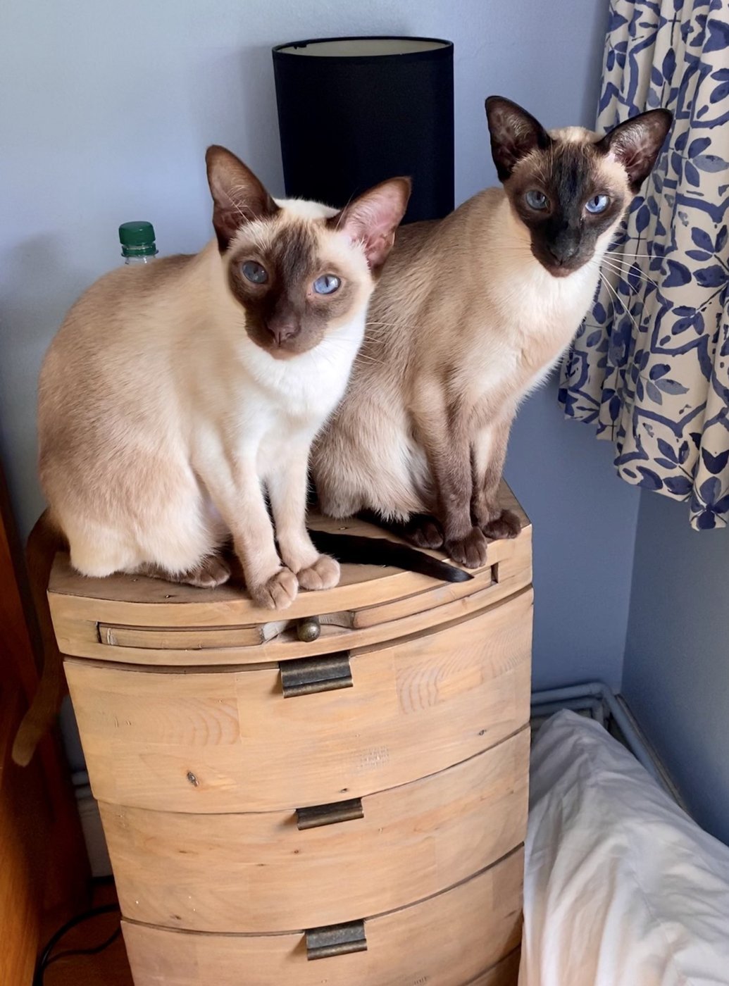 A chocolate point Siamese, the chocolate gene producing warmer, lighter points than seal.
