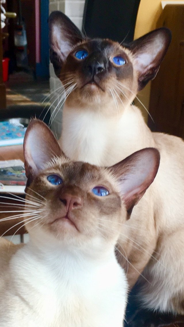 A chocolate point Siamese in profile showing even chocolate points and good type.