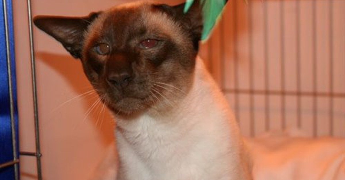 Chocolate Point Siamese Cats