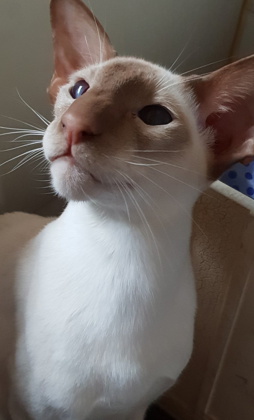 A cinnamon point Siamese with warm reddish-brown cinnamon points, lighter and warmer than chocolate.