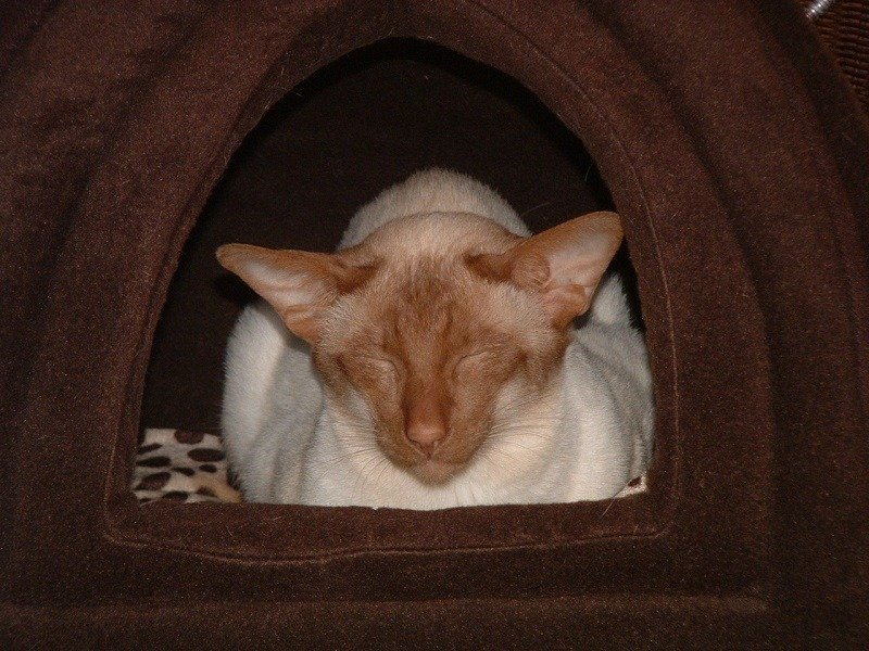 A cinnamon point Siamese, a rare colour produced by the cinnamon gene.